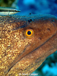 Moray&Wrasse by Sean Cooper 